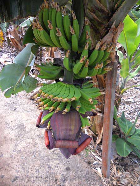 Bananenplantage1