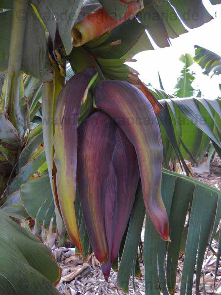 Bananenplantage2