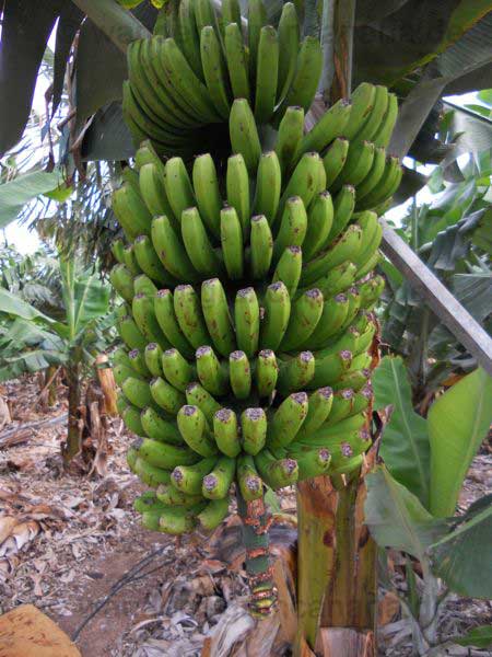 Bananenplantage3
