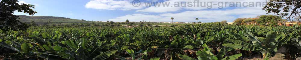 BananenplantageFincaArucas