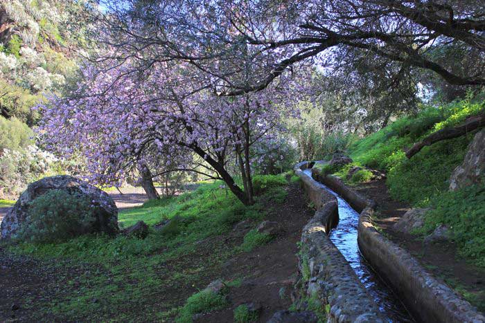 Almond trees bloom in the "Valley of the Falcons", beside the water chanel.