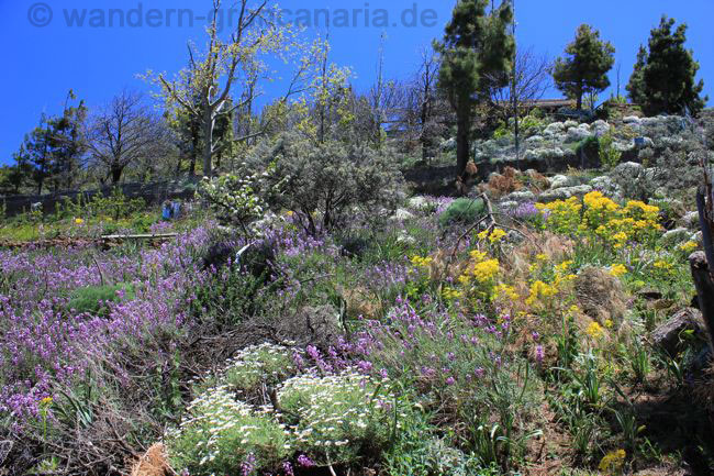Lila und gelbe Blüten am Ende des Winters auf Gran Canaria