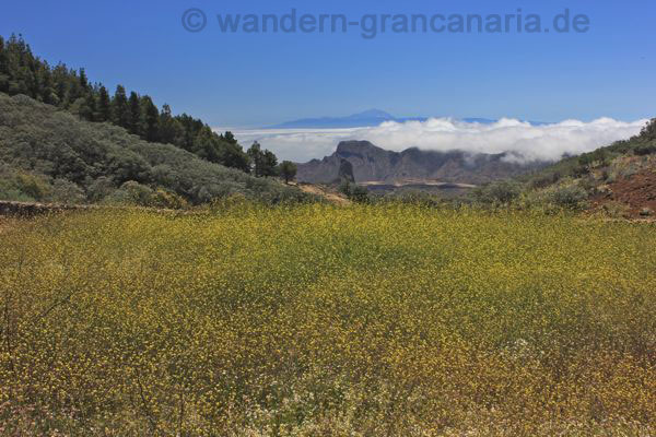 Gelbe Blühte, mit Blick auf den Roque Bentaiga und Teide