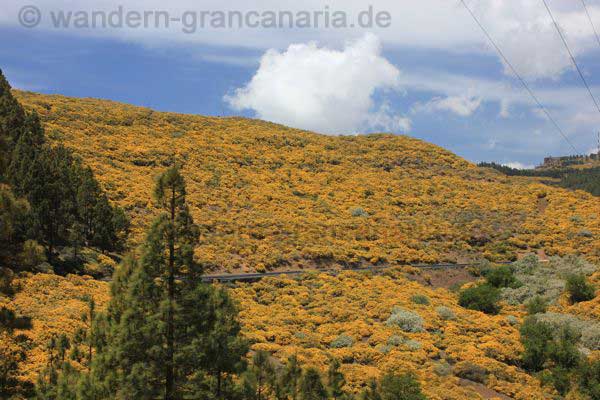 Gelber Ginster Gran Canaria
