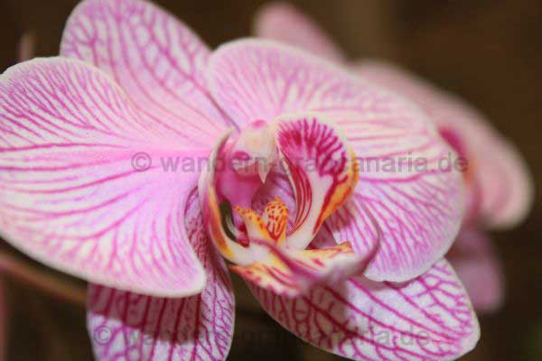 Orchidee im Orchideenhaus