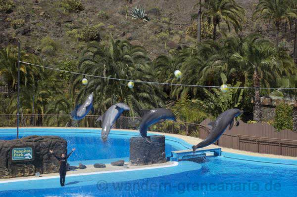 Delfine im Delfinarium auf Gran Canaria