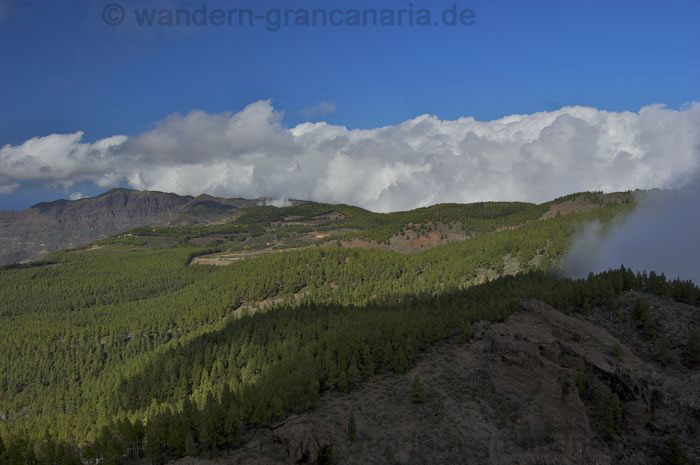 Kiefernwald im Zentrum von Gran Canaria.