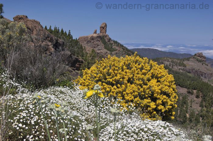 Gelber Ginster, Margeriten und der Roque Nublo beim Wandern auf Gran Canaria