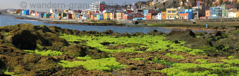 Panoramabild grüne Algen und Strand San Cristobal