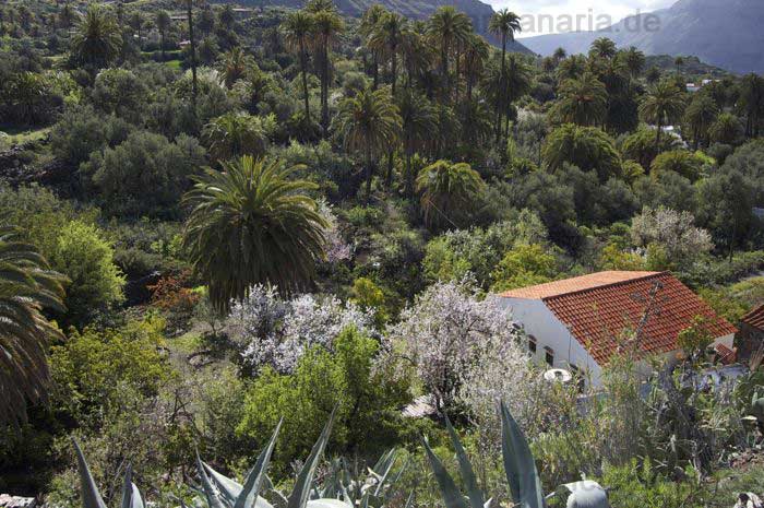 Palm groves and almond trees in bloom