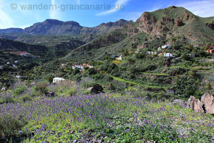 Purple bugloss in a valley between Santa Lucia and San Bartolome
