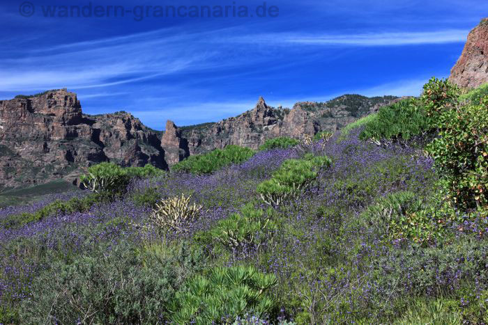 Blühender Kanarischer Lavendel vor dem höchsten Berg von Gran Canaria dem Pico de las Nieves.