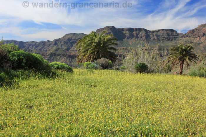 Gelbe Blumenwiese im Tal von Tirajana