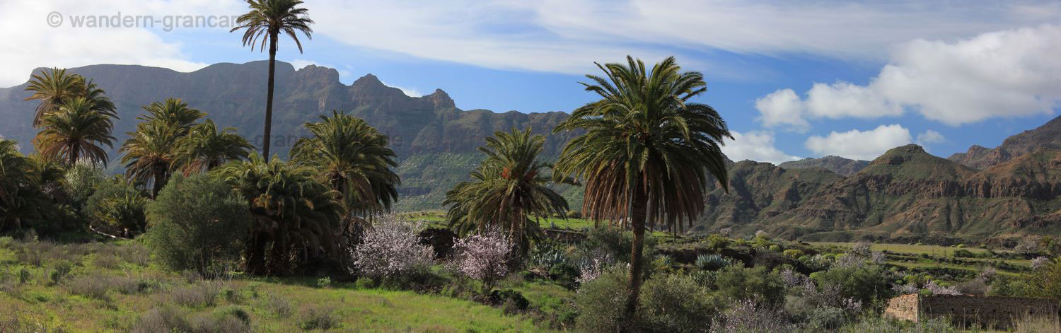Panorama Palmen und blühende Mandelbäume im südöstlichen Zentrum von Gran Canaria