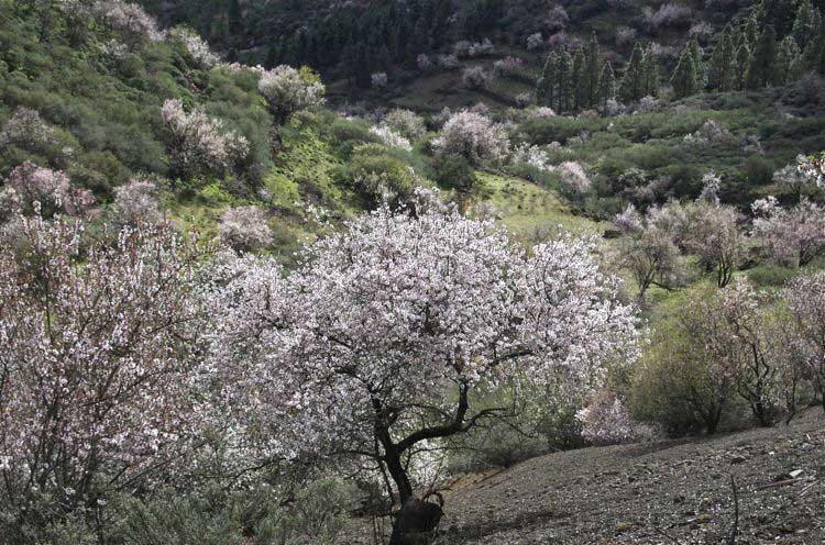 Blühender Mandelbaum Wandertour im Januar auf Gran Canaria