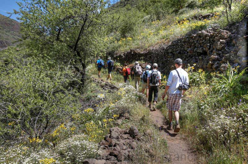 Wandergruppe der geführten Wanderung auf dem Bergabweg im Tal von Guayadeque.