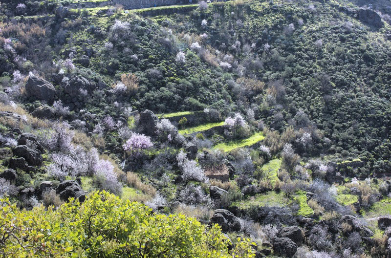Grüne Terassenfelder und blühende Mandelbäume auf Gran Canaria