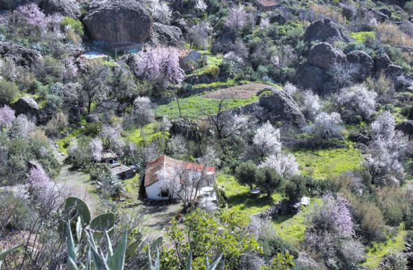 Mitte Januar blühen die Mandelbäume auf Gran Canaria