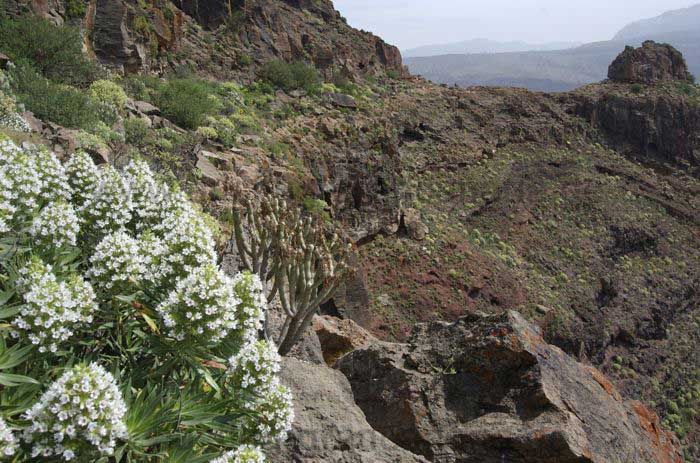 Weisser Natternkopf an Felsband, Wandertour Gran Canaria