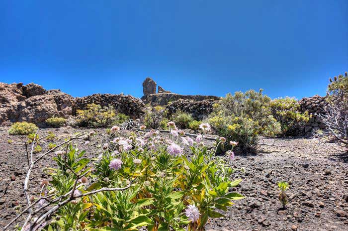 Blick zum Roque Nublo, mit Pflanze "Hoher Federkopf" im Vordergrund