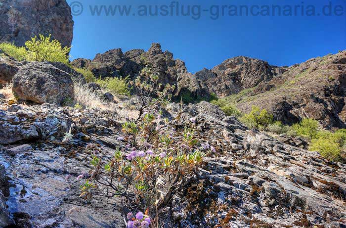 Blume, Hoher Federkopf, auf Felsband, Gran Canaria