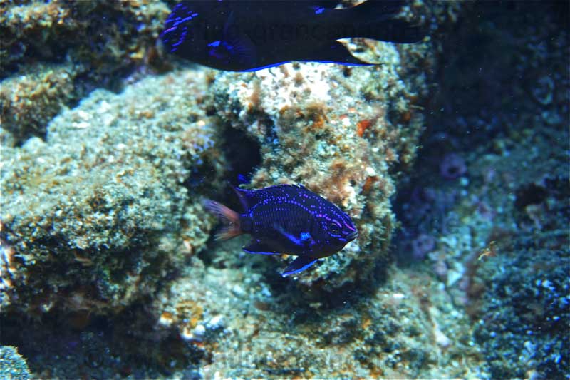 Blaue Fische, Neon Riffbarsche (Abudefduf luridus) auf Gran Canaria
