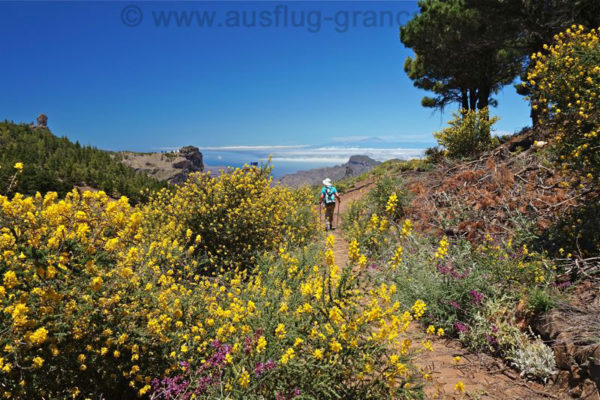 Der gelbe Ginster blüht im Mai und Juni auf Gran Canaria