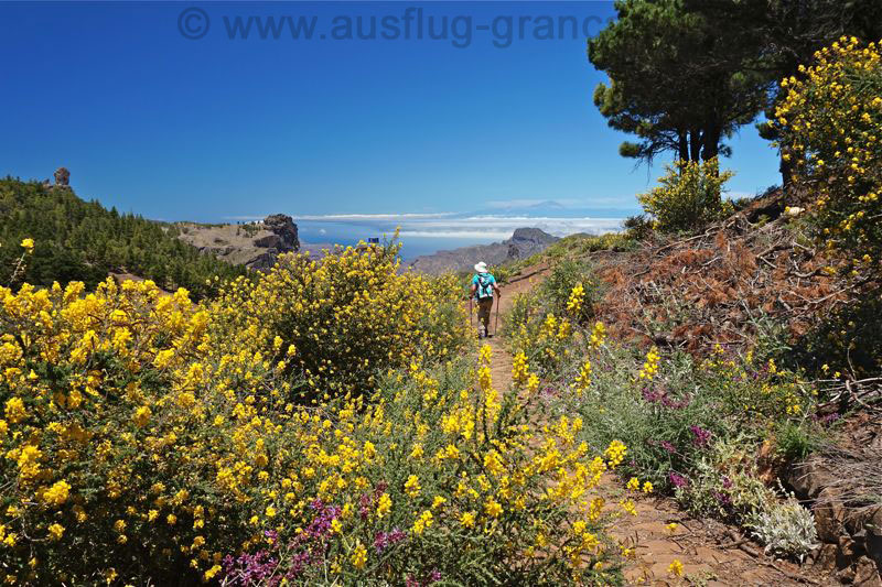 Blühender gelber Ginster und Roque Nublo, Wanderung im Juni auf Gran Canaria