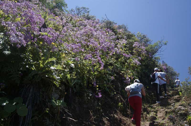 Rosa violette Blühten auf der Wandertour zur Degollada de Becerra