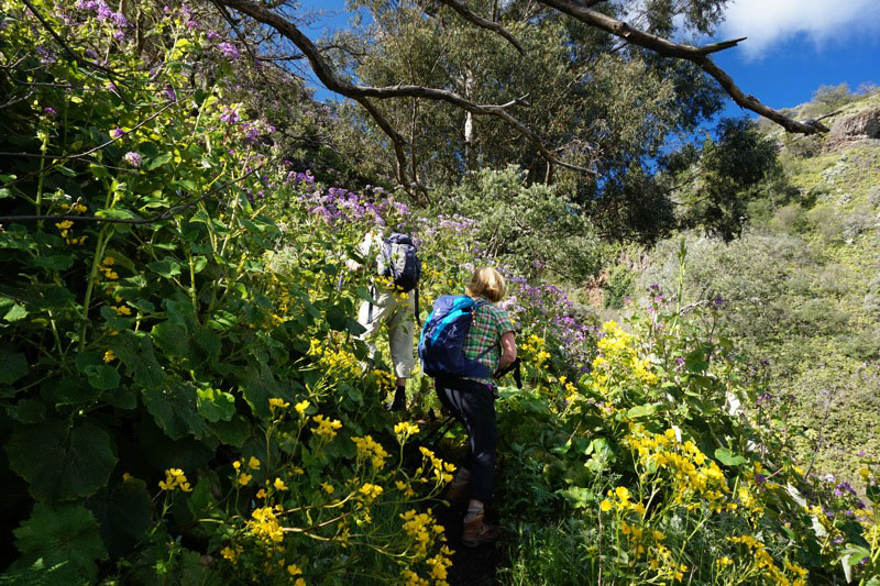 Blütendickicht beim Aufstieg der Wanderung im Nordosten von Gran Canaria