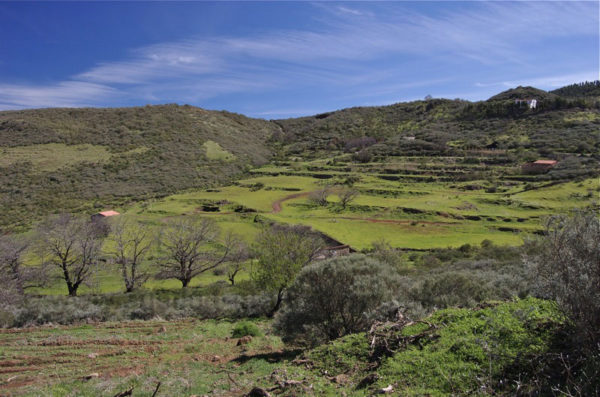 Grüne Terrassenfelder im November auf Gran Canaria