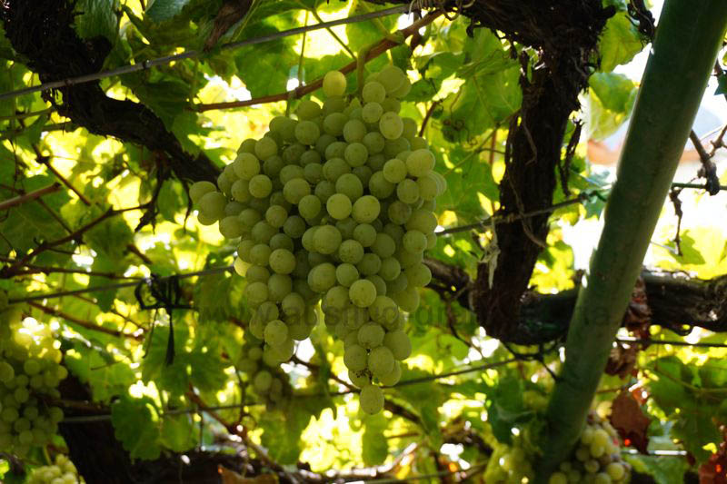 Weintrauben auf einer Finca im Tal von Agaete