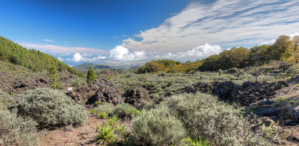 Ausflug auf der Nordseite von Gran Canaria. Alter Lavafluss mit Ginster und Kastanien, im Hintergrund Las Palmas