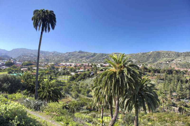 Palmen und grüne Landschaft im Winter im Südosten von Gran Canaria bei Santa Brigida